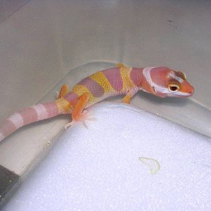 First hatchling 1