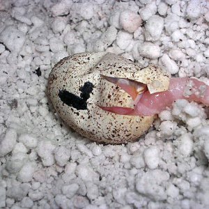 first hatchling 2