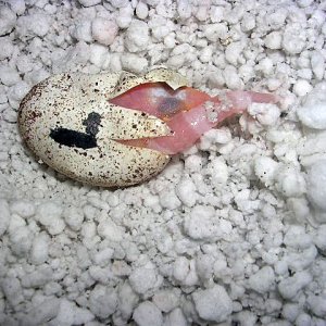 first hatchling3
