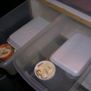 hatchling setups