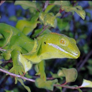 New Zealand Green gecko