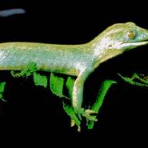 Northland green. N. grayii