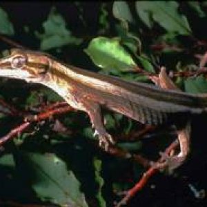 H. duvaucelii