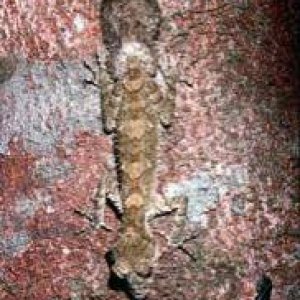 Northen leaf tail
