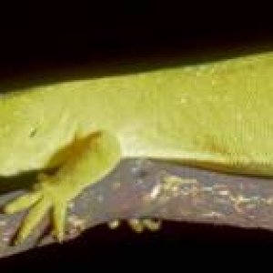 N. elagens "yellow morph"