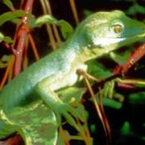 N. grayii