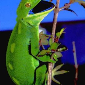 Wellington Green