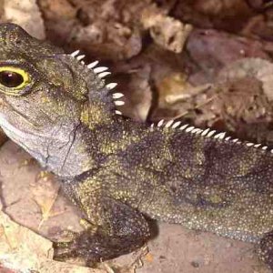 Not a lizard