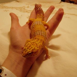 s_geckos_003