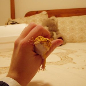 s_geckos_001