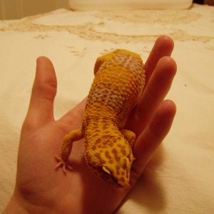 s_geckos_002