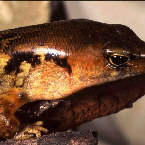 NZ Skink