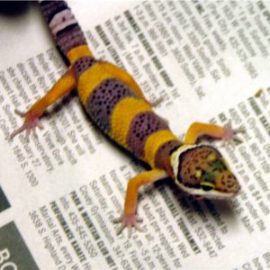 Tangerine_speckled_new_baby_pic2