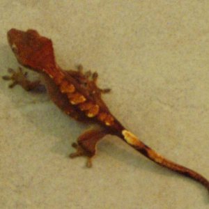baby_rusted_harlequin2