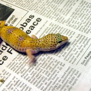 Breeder_speckled_female_pic2