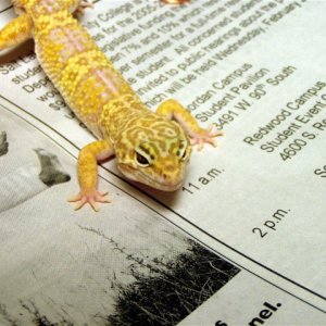 Spot_male_vegas_40g_pic1