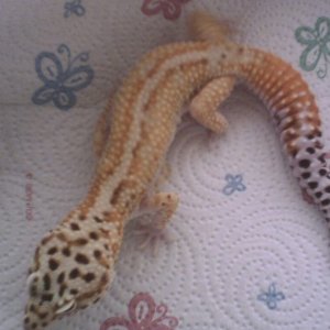 My Redstripe Male