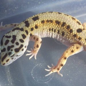 My Female Stripe