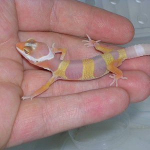 first hatchling at 1 1/2 weeks