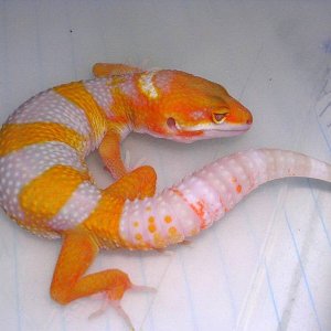carrot head tangerine giant