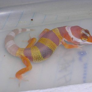 FIRST HATCHLING