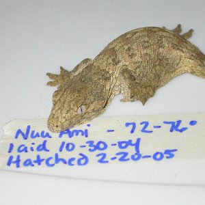 leachie goodness