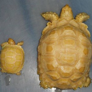 albino sulcatas hatchling and yearling