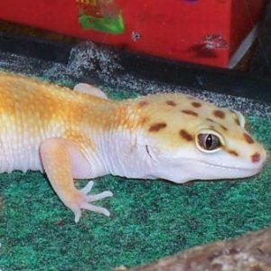 gecko