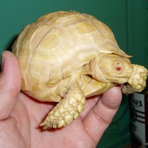 Albino Sulcata 1 year old