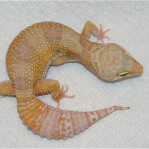 03 Proven Breeder