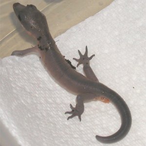 Hatchling Cat Gecko