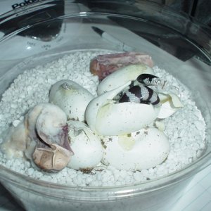 California Kings Hatching