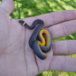Wild Caught Ringneck Snake