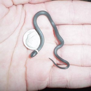 Captive Hatched Ringneck Snake