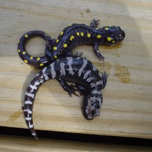 Spotted and Marbled Salamanders