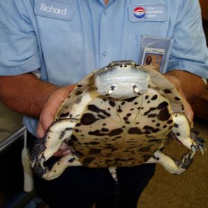 Phrynops hillari Giant Female SMILE!!!