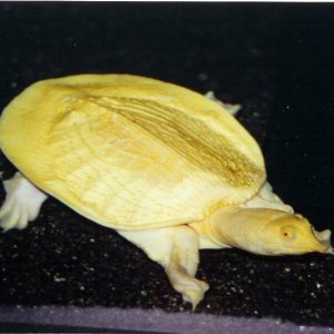 Albino Asian Softshell Female