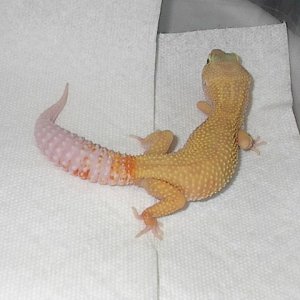 Rainwater Patternless Albino HISS