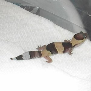Baby Het Amel/Het Stripe Fatty