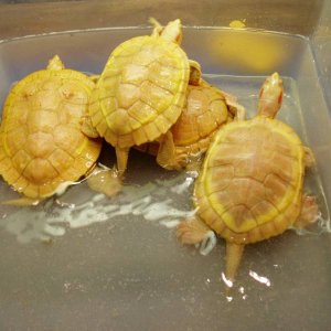 Albino Red-Ears Males