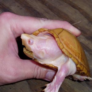 Albino Razorback Musk Male