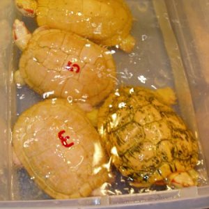 Albino Red-Ears Females