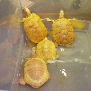 Albino Red-Ears Males Pic2