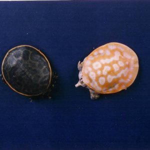 Xanthic Baby Florida Softshell with Normal