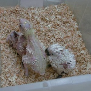 Three week old Umbrellas & Triton Cockatoos
