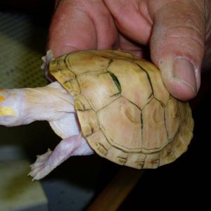 Albino Podocnemus unifilus