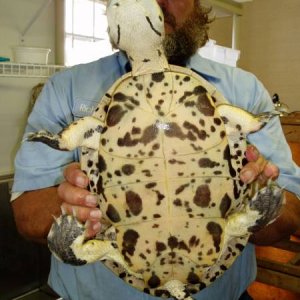 Phrynops hillari Giant Female Pic2