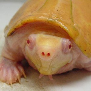 Albino Razorback Musk Male Pic2