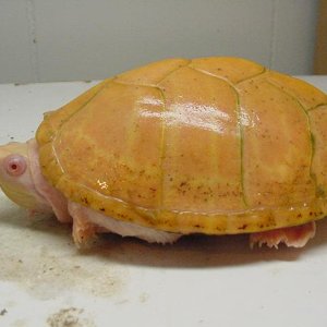 Albino Razoback Musk Male Pic3