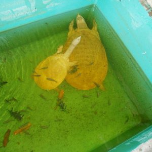 Albino Florida Softshell Females Pic1